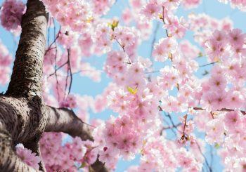 PTO Meeting Minutes – May