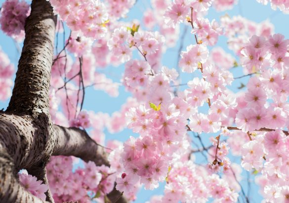 PTO Meeting Minutes – May